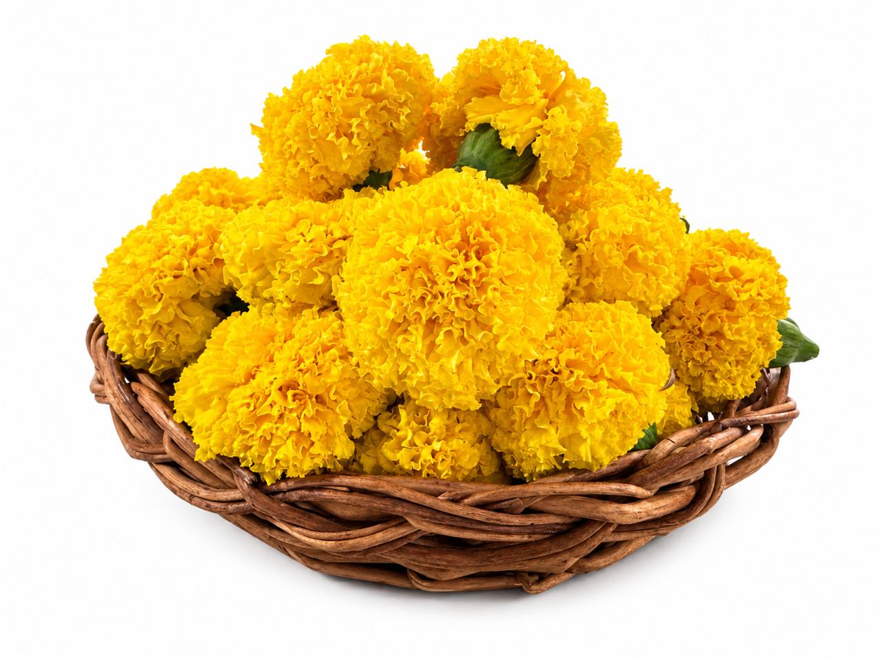 2 - Yellow Marry Gold ( Genda ) 100g - 30rs