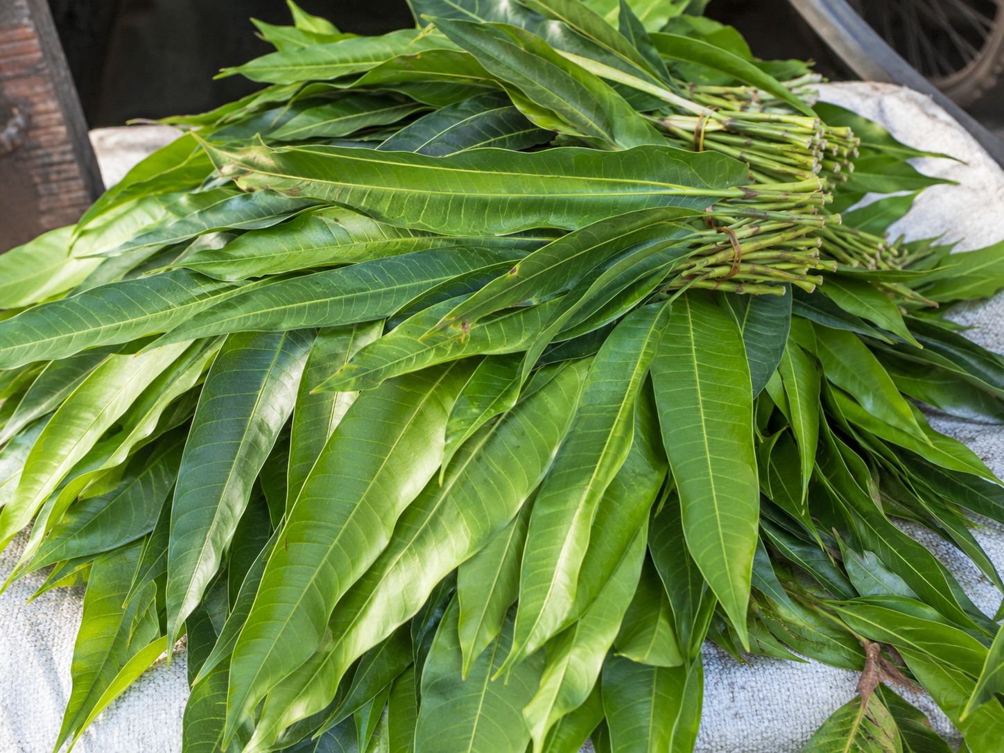 Mango Leaves 10g 15 rs