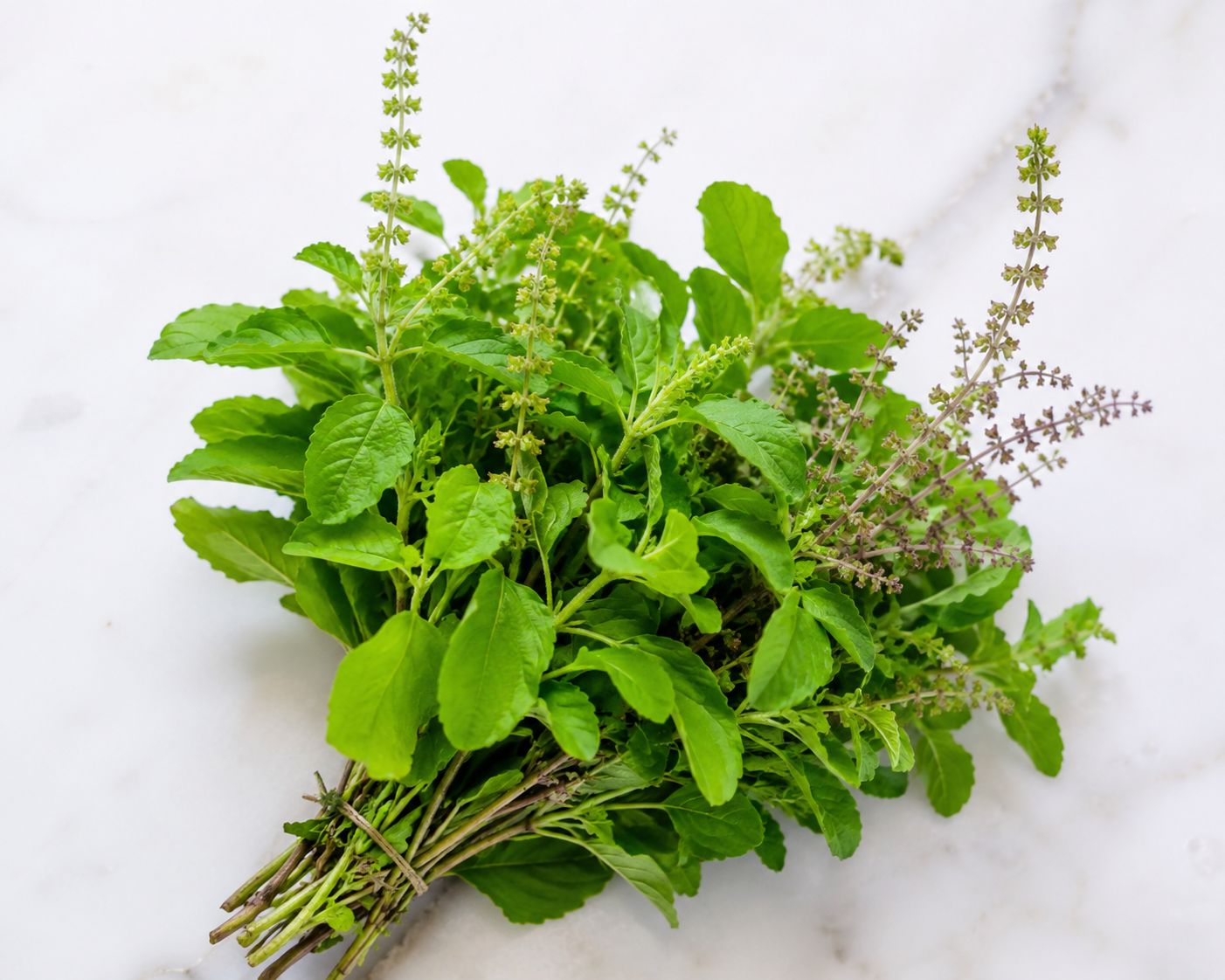 Tulsi leaves 10g 10rs